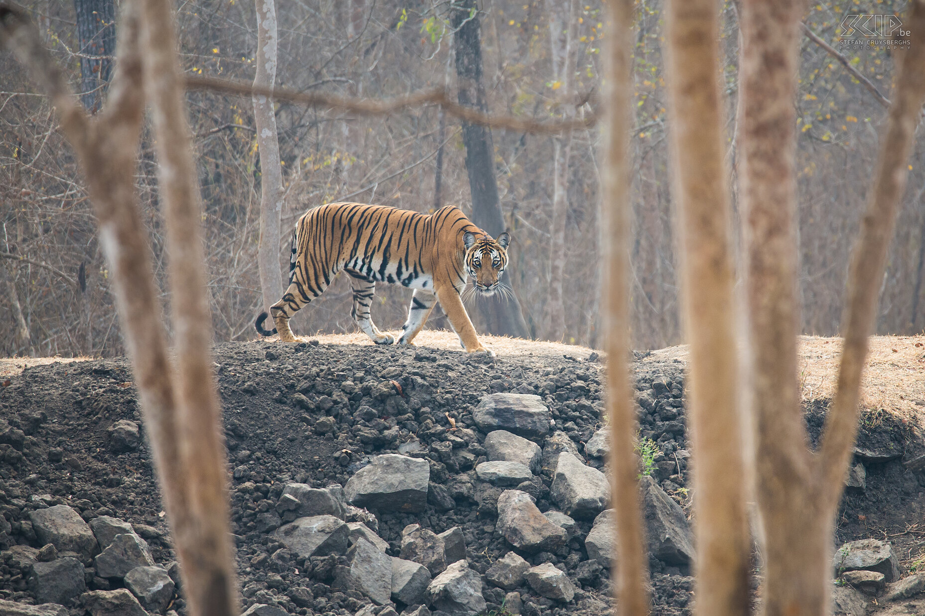 Kabini - Tijgerin Na 3 dagen rondkijken en wachten zagen we uiteindelijk een tijgerin naar de waterpoel komen. Een fantastisch moment om dit prachtige maar bedreigde dier in het wild te zien! Dit vrouwtje wordt de 'Tiger tank female' genoemd en dit jaar had ze 3 welpen, maar die hebben we niet gezien. Er wordt geschat dat er slechts nog 1850 Bengaalse tijgers in het wild leven.<br />
 Stefan Cruysberghs